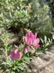 Ononis fruticosa