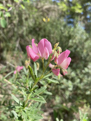Ononis fruticosa