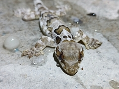Gekko horsfieldii