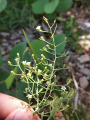 Thesium divaricatum