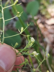 Thesium divaricatum