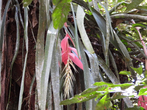 Billbergia stenopetala