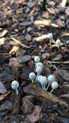 Coprinellus curtoides