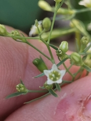Thesium divaricatum
