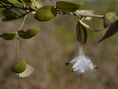 Pentatropis nivalis