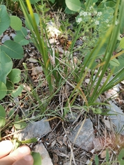 Thesium divaricatum