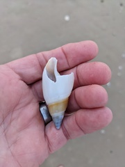 Ancillista velesiana