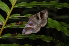 Bastilla arcuata