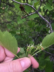 Crataegus acutifolia