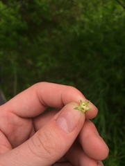 Crataegus acutifolia