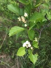Crataegus acutifolia