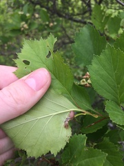 Crataegus acutifolia