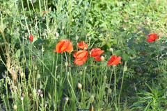 Papaver rhoeas
