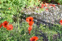 Papaver rhoeas