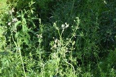 Sonchus oleraceus