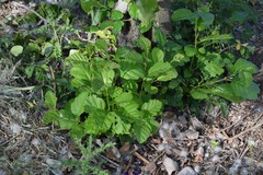 Alnus lusitanica