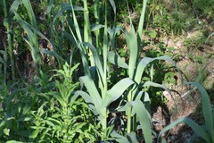 Arundo donax
