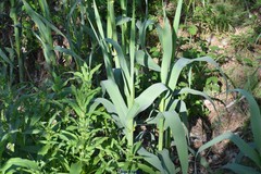 Arundo donax