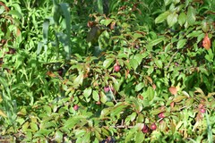 Prunus cerasifera