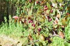 Prunus cerasifera