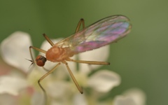 Rhamphomyia sulcata
