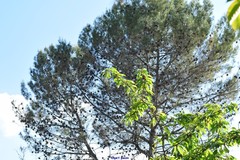 Pinus halepensis