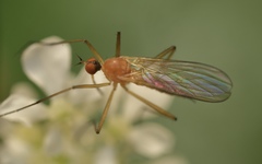 Rhamphomyia sulcata