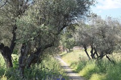 Olea europaea