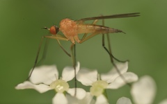 Rhamphomyia sulcata