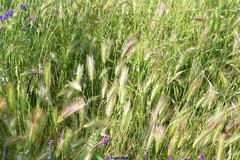 Vicia villosa