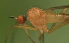 Rhamphomyia sulcata
