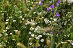 Anacyclus clavatus