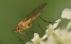 Rhamphomyia sulcata