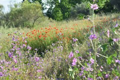 Papaver rhoeas