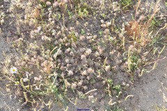 Plantago coronopus