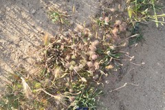 Hordeum murinum leporinum