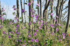 Malva sylvestris