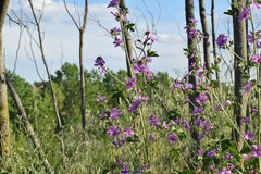 Malva sylvestris
