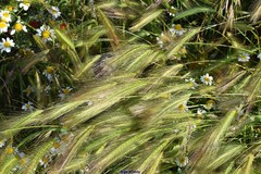 Anacyclus clavatus