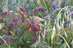 Ailanthus altissima