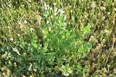 Pimpinella villosa