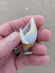 Ancillista velesiana