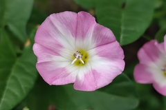 Convolvulus arvensis