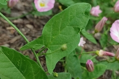 Convolvulus arvensis