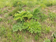 Heracleum sosnowskyi