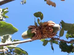 Quercus ithaburensis