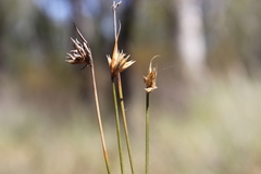 Schoenus subaphyllus