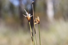 Schoenus subaphyllus