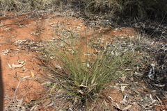 Schoenus subaphyllus