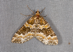 Electrophaes corylata